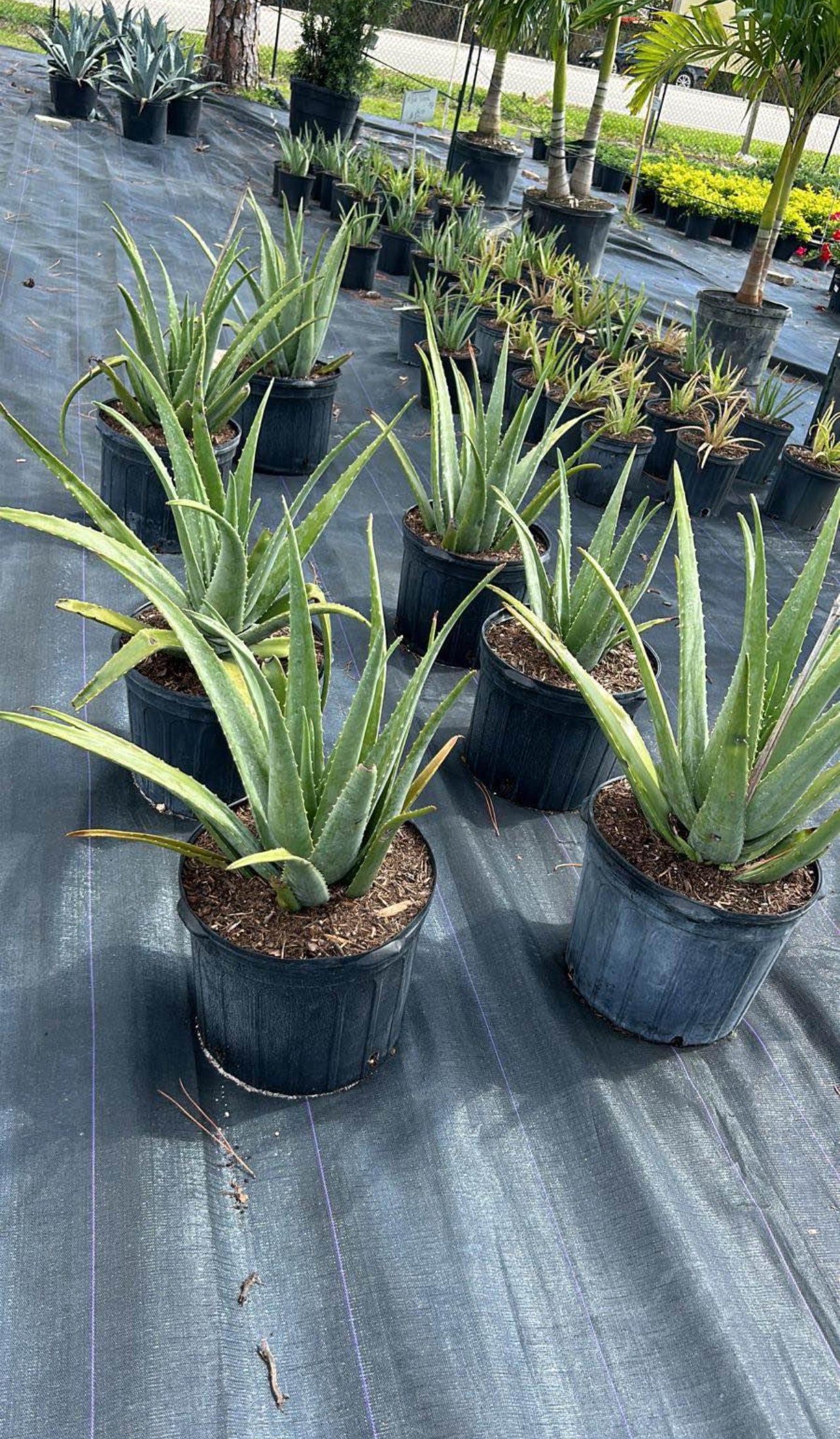 A low-maintenance succulent with green, fleshy leaves and soothing gel—thrives in bright, indirect light, adding beauty and utility indoors or outdoors.