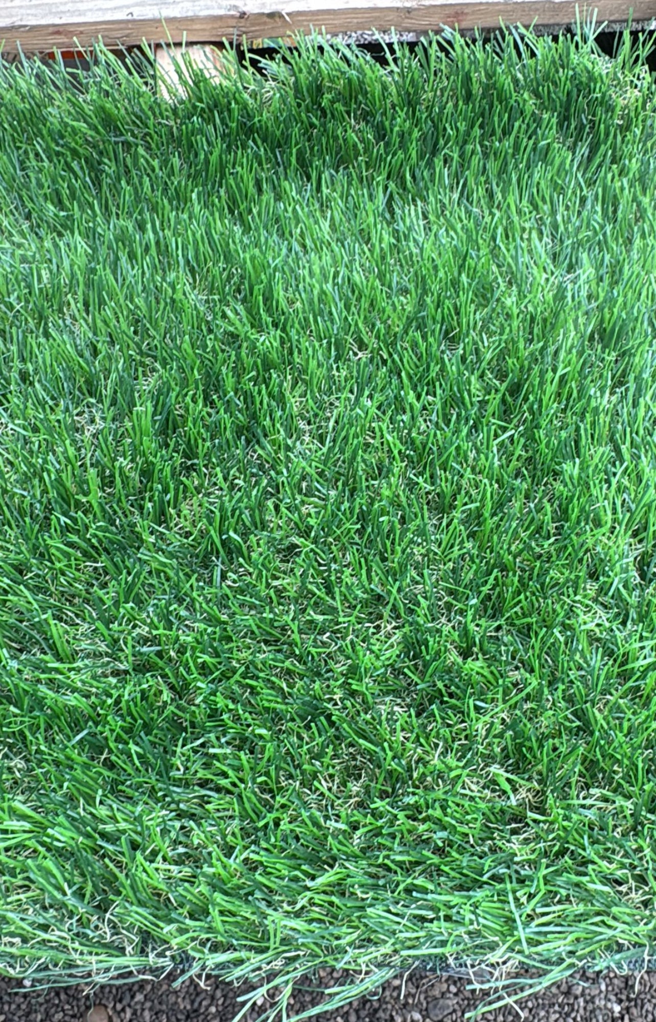 Perfect for lawns, gardens, playgrounds, and sports fields, it offers a durable and low-maintenance solution that remains beautiful and lush all year round. Its soft, resilient fibers ensure comfort underfoot while being pet-friendly and weather-resistant.  

Pile height of 1.57 inches. 