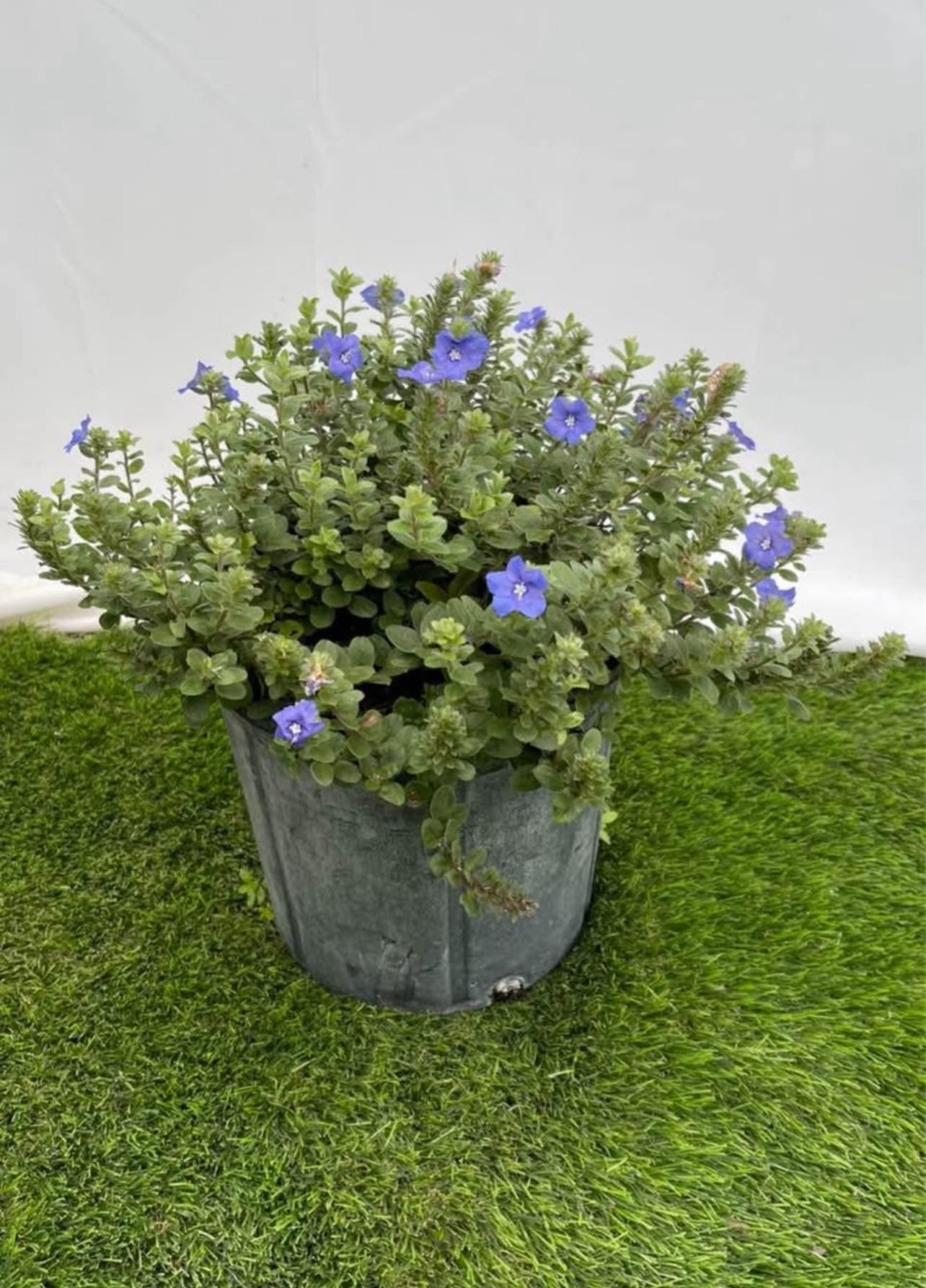 blue daze flower seeds Blue Daze