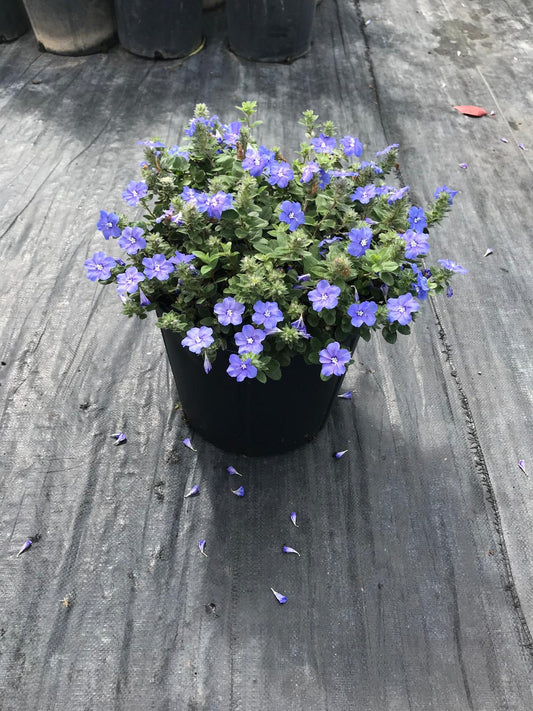 Blue Daze