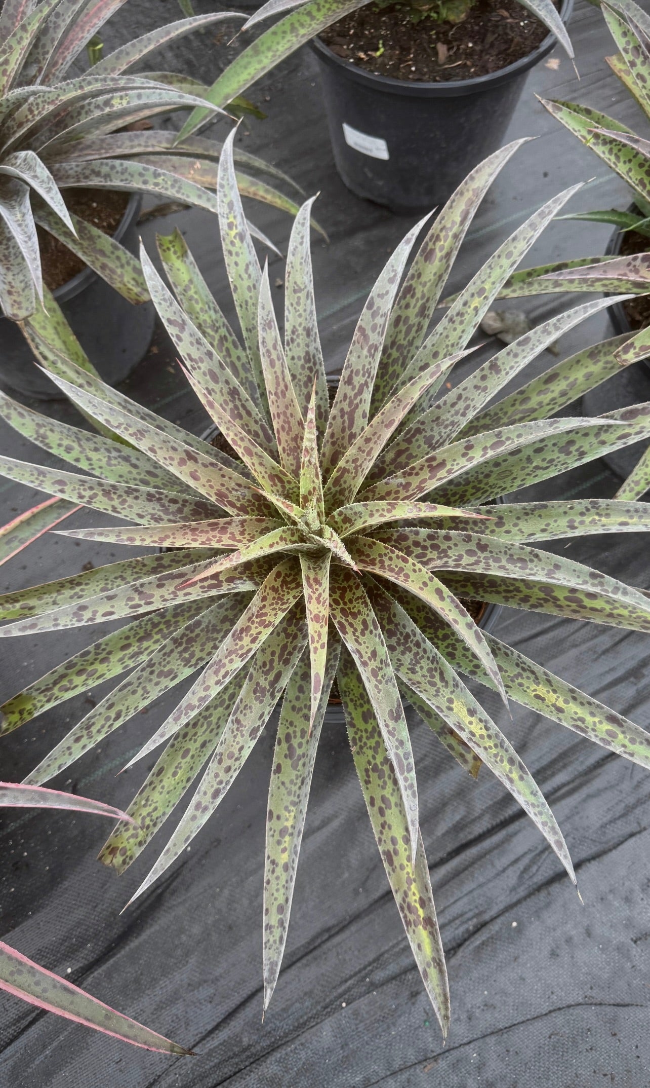 Transform your home or garden with the stunning beauty of our 3 Gallon Bromeliads. Famous for their vibrant blooms and striking tropical foliage, these eye-catching plants are the perfect addition to any space.