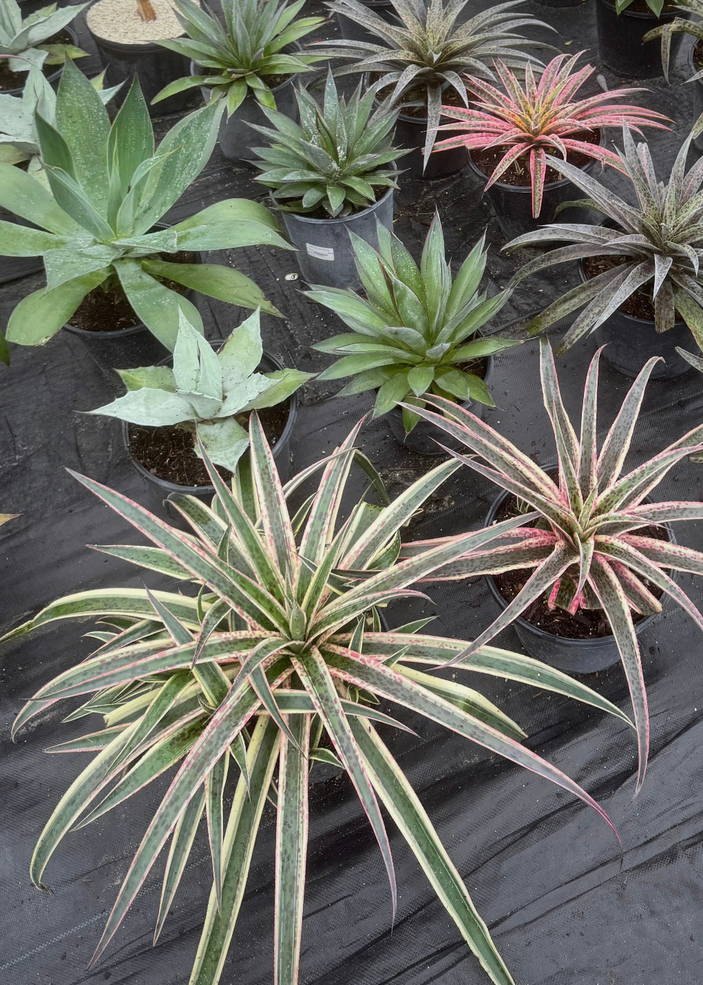 Transform your home or garden with the stunning beauty of our 3 Gallon Bromeliads. Famous for their vibrant blooms and striking tropical foliage, these eye-catching plants are the perfect addition to any space.