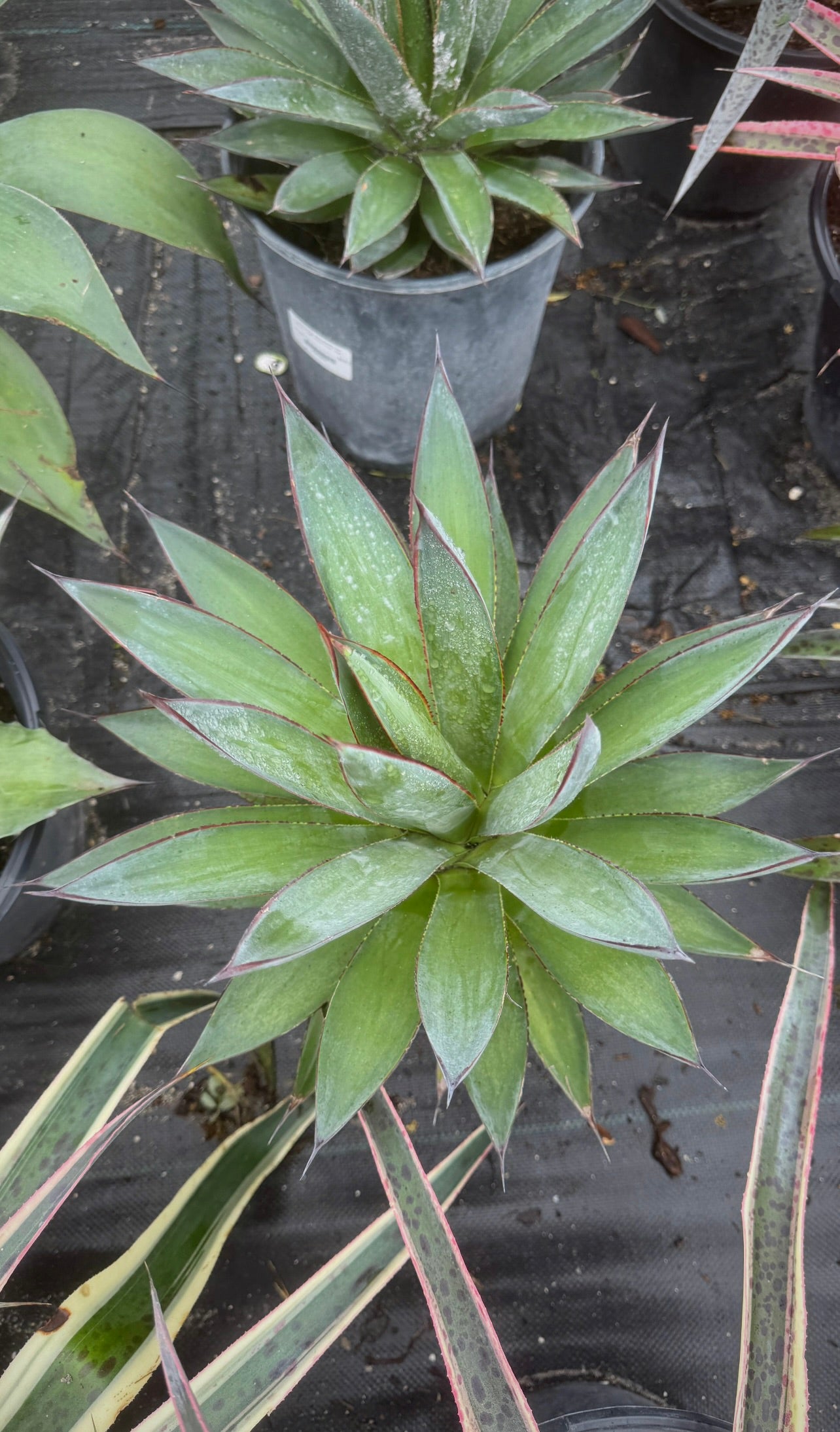 Transform your home or garden with the stunning beauty of our 3 Gallon Bromeliads. Famous for their vibrant blooms and striking tropical foliage, these eye-catching plants are the perfect addition to any space.