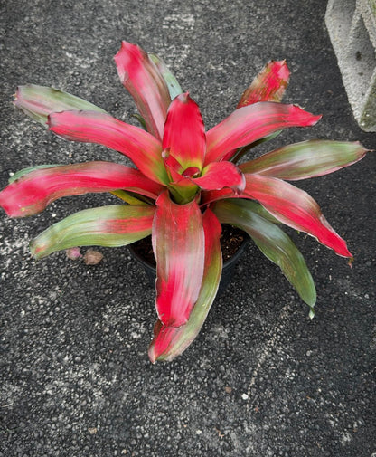Known for their bright, eye-catching blooms and unique foliage, these medium-sized plants make a statement in any space. Whether you're decorating your indoor living area or enhancing your outdoor garden, these 8" Bromeliads provide vibrant color and beauty while being incredibly easy to care for.&nbsp;