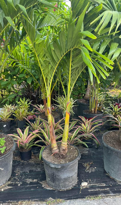 Add a touch of tropical elegance to your landscape with the Christmas Palm. Known for its smooth gray trunk and graceful, arching fronds, this compact and low-maintenance palm grows up to 20 feet tall. Its bright red fruits, resembling festive ornaments, appear in winter, giving it its holiday-inspired name. Perfect for small gardens or as a statement plant, the Christmas Palm thrives in full sun and adds year-round beauty to any space.