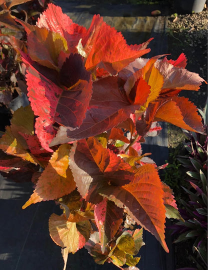 A striking tropical shrub with vibrant red and copper-toned foliage—perfect for hedges, borders, or as a bold standalone accent, thriving in sun or shade.
