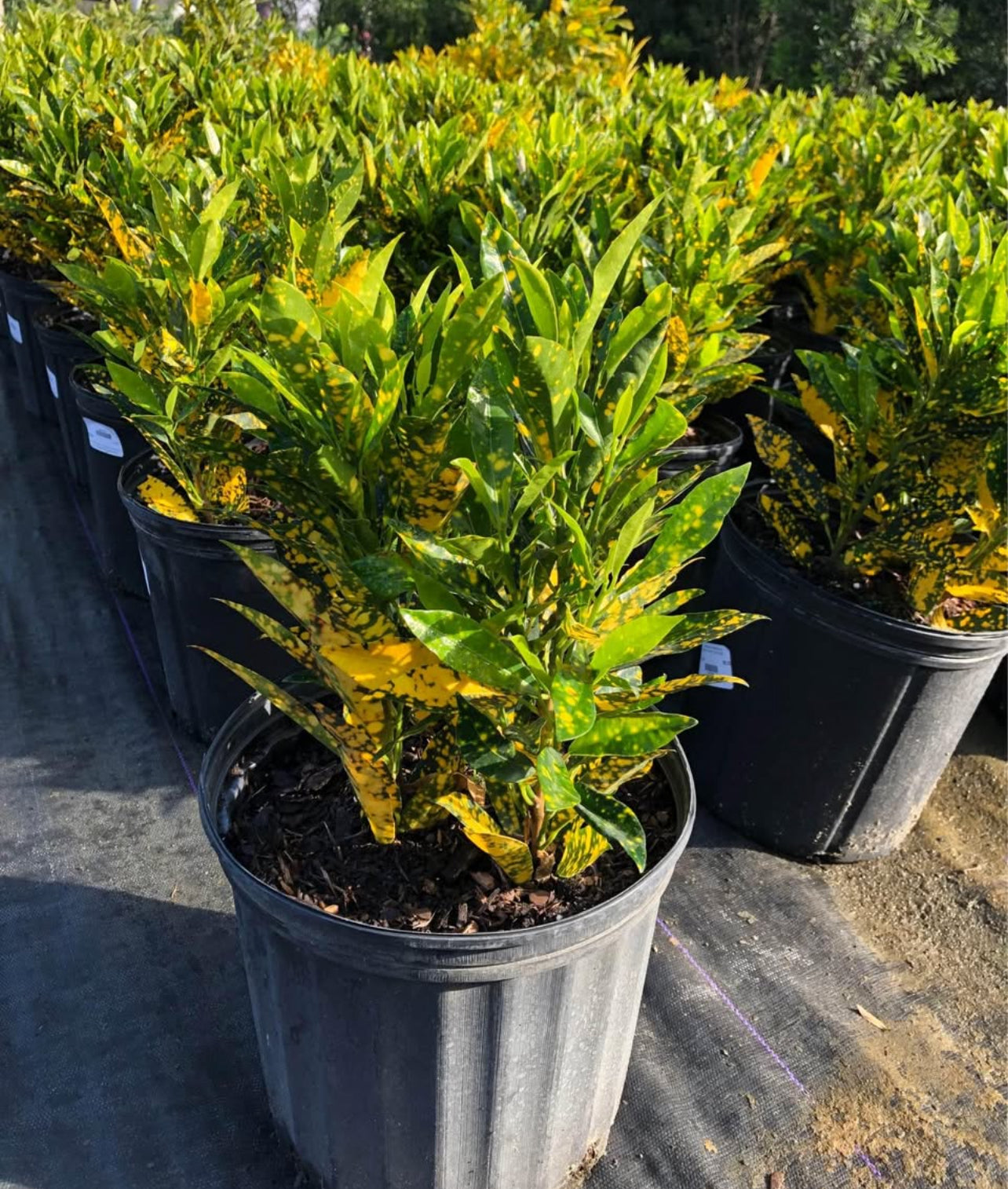 The Croton Gold Dust is a striking, colorful plant known for its vibrant, variegated leaves that feature a mix of yellow, green, and orange hues. With its bold, textured foliage, it’s an excellent choice for adding a tropical flair to garden beds, borders, containers, or as a focal point in any landscape.