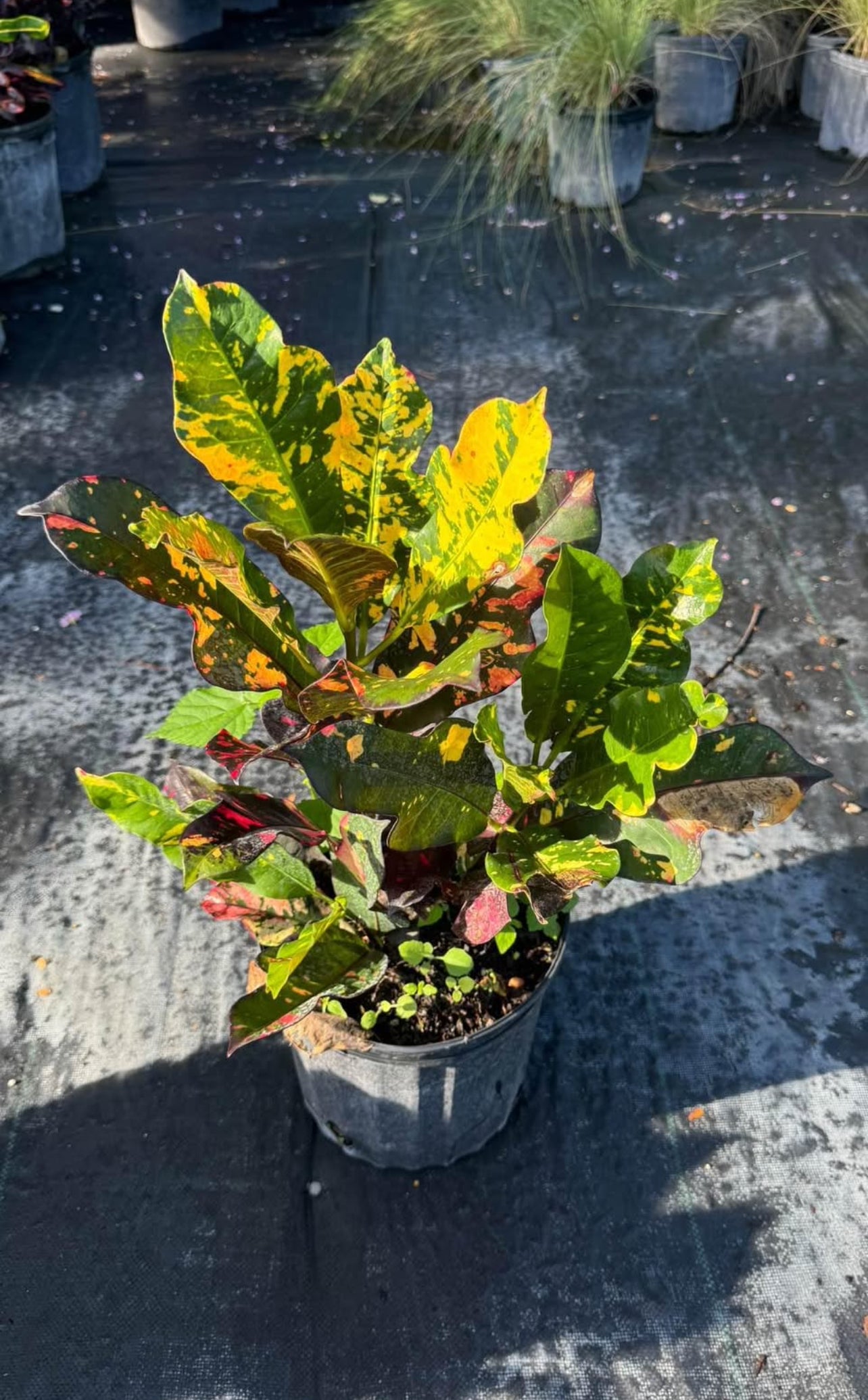Famous for its bold, multi-colored leaves in striking shades of yellow, orange, red, and green, this tropical plant is a perfect way to elevate your indoor decor or outdoor garden. Whether you're decorating your living room or landscaping your patio, the Croton Magnificent brings life and energy to any space.&nbsp;