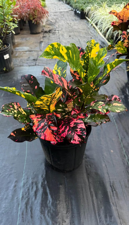 Famous for its bold, multi-colored leaves in striking shades of yellow, orange, red, and green, this tropical plant is a perfect way to elevate your indoor decor or outdoor garden. Whether you're decorating your living room or landscaping your patio, the Croton Magnificent brings life and energy to any space.&nbsp;