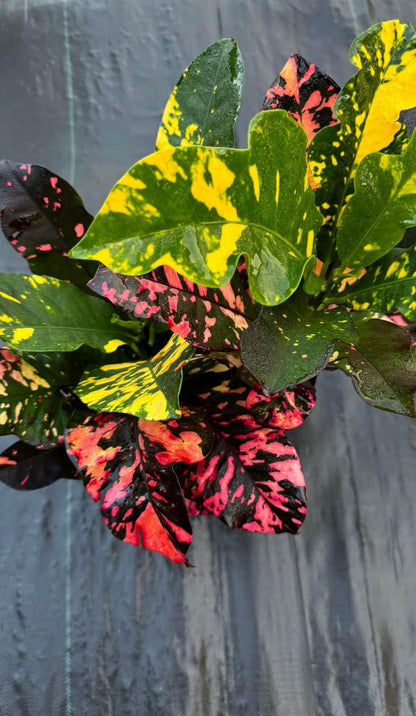 Famous for its bold, multi-colored leaves in striking shades of yellow, orange, red, and green, this tropical plant is a perfect way to elevate your indoor decor or outdoor garden. Whether you're decorating your living room or landscaping your patio, the Croton Magnificent brings life and energy to any space.&nbsp;