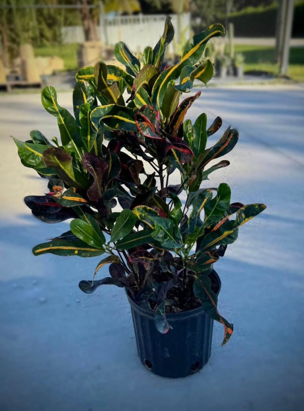 With its stunning, colorful leaves that twist and turn in vibrant hues, this plant is truly a showstopper. The eye-catching foliage, featuring a blend of vibrant reds, yellows, greens, and oranges, makes it a standout addition to any garden, patio, or indoor space.&nbsp;