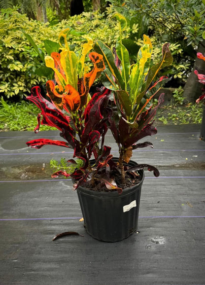 With its stunning, colorful leaves that twist and turn in vibrant hues, this plant is truly a showstopper. The eye-catching foliage, featuring a blend of vibrant reds, yellows, greens, and oranges, makes it a standout addition to any garden, patio, or indoor space.&nbsp;
