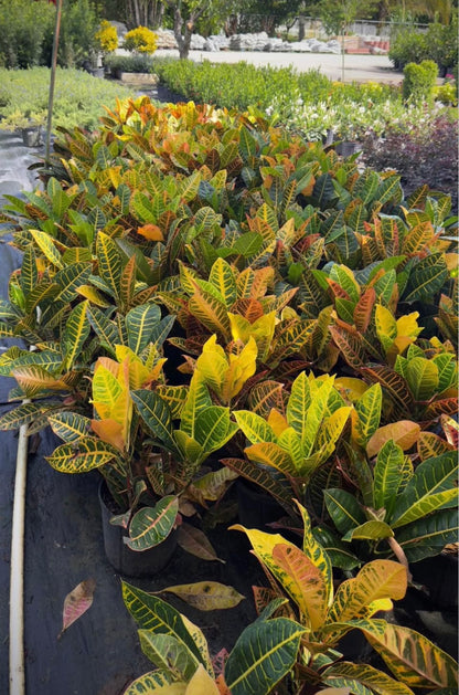 With its stunning, colorful leaves that twist and turn in vibrant hues, this plant is truly a showstopper. The eye-catching foliage, featuring a blend of vibrant reds, yellows, greens, and oranges, makes it a standout addition to any garden, patio, or indoor space.&nbsp;