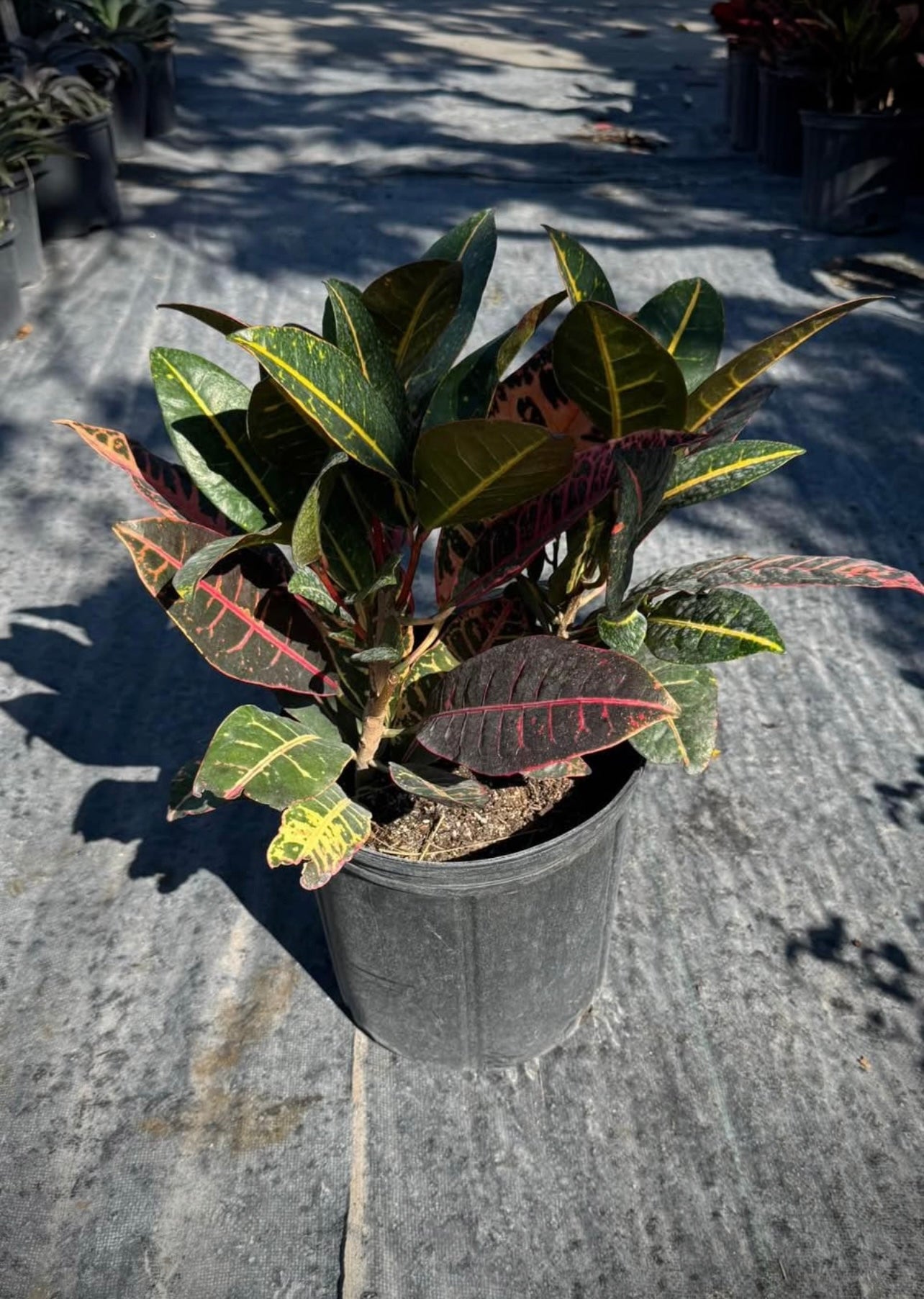 petra house plant Croton Petra – Garden Sensation