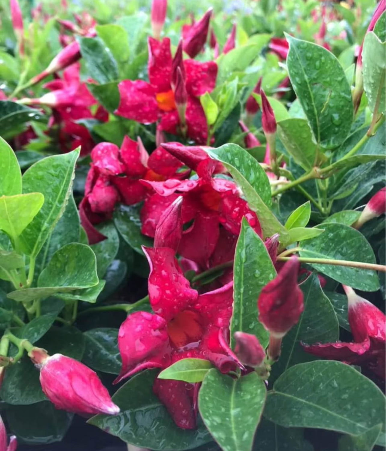Known for its vibrant, trumpet-shaped flowers in shades of pink, red, or white, the Dipladenia is perfect for creating a tropical look in outdoor spaces.

Whether you’re enhancing&nbsp;garden beds, creating a focal point in container planting, or decorating trellises and fences, this plant is sure to stand out with its bold blooms and glossy green foliage.&nbsp;