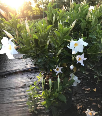 Known for its vibrant, trumpet-shaped flowers in shades of pink, red, or white, the Dipladenia is perfect for creating a tropical look in outdoor spaces.

Whether you’re enhancing&nbsp;garden beds, creating a focal point in container planting, or decorating trellises and fences, this plant is sure to stand out with its bold blooms and glossy green foliage.&nbsp;