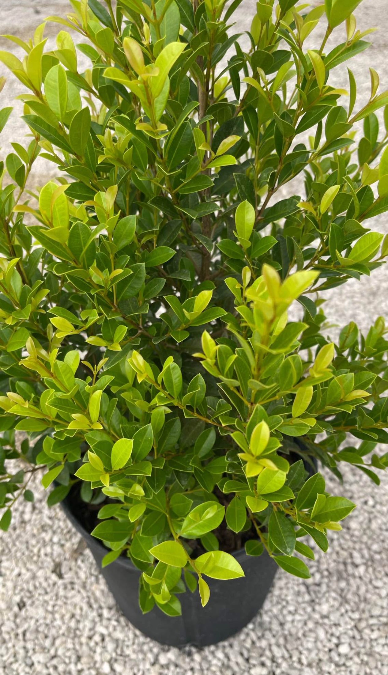 Dense, glossy foliage perfect for hedges, topiaries, or privacy screens—thrives in sun or shade, offering year-round elegance and adaptability.