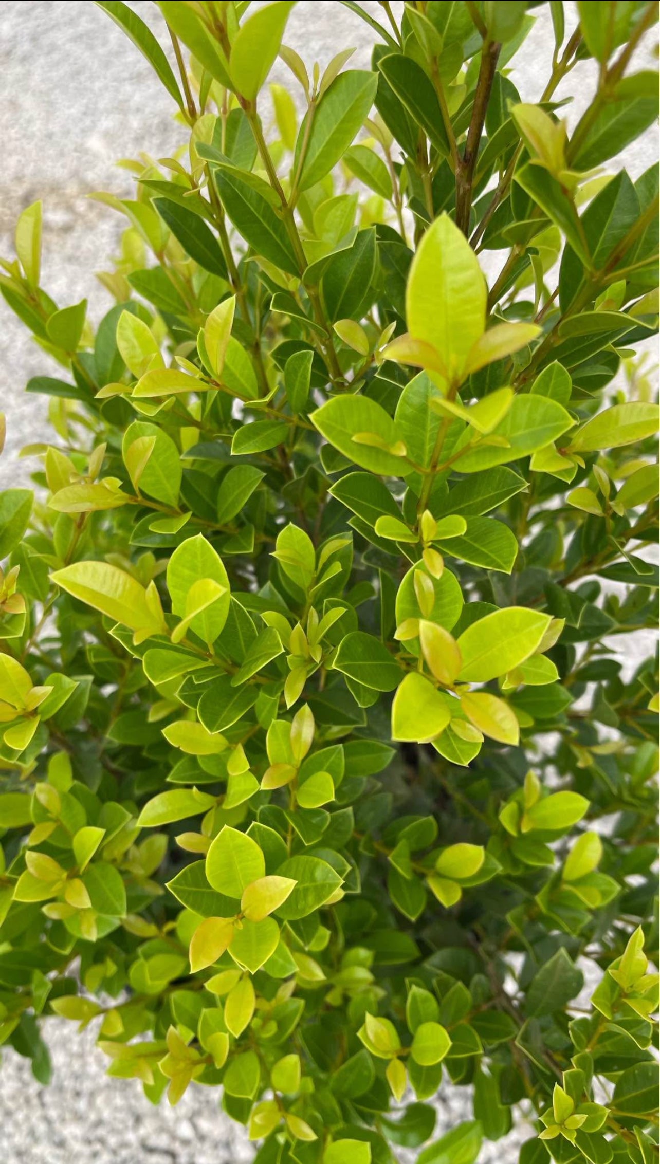 Dense, glossy foliage perfect for hedges, topiaries, or privacy screens—thrives in sun or shade, offering year-round elegance and adaptability.