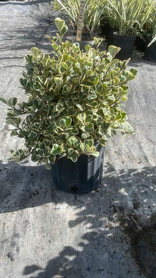 Ficus Triangularis