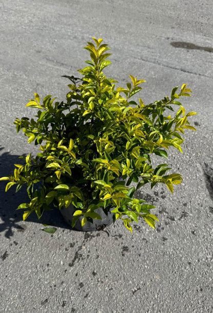 Compact shrub with vibrant yellow-green foliage—ideal for borders, hedges, or containers, thriving in full sun and offering year-round beauty.
