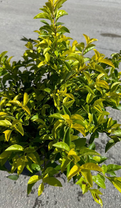 Compact shrub with vibrant yellow-green foliage—ideal for borders, hedges, or containers, thriving in full sun and offering year-round beauty.