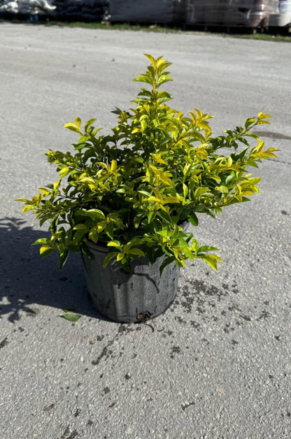 Compact shrub with vibrant yellow-green foliage—ideal for borders, hedges, or containers, thriving in full sun and offering year-round beauty.