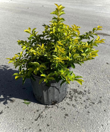 The Gold Mound is a vibrant, low-maintenance shrub known for its bright, golden-yellow foliage that adds a pop of color to any landscape. Perfect for garden borders, ground cover, or container planting, this plant brings warmth and texture to your garden, patio, or outdoor space.&nbsp;