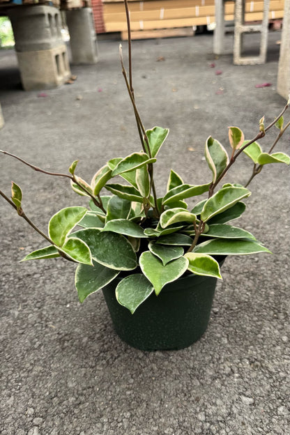 Known for their stunning waxy leaves and fragrant flowers, Hoyas are easy to care for, perfect for beginners, and thrive in bright, indirect light. Add beauty and air-purifying benefits to your space with our healthy, hand-selected Hoyas.&nbsp;
