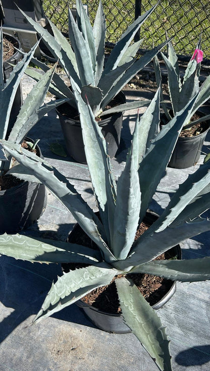 Agave Blue