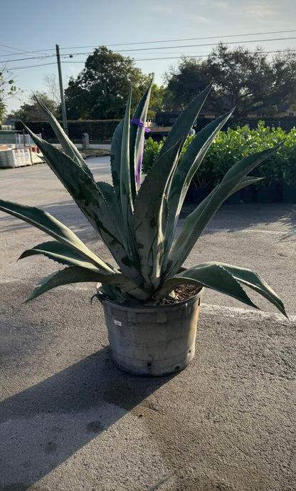 Agave Blue