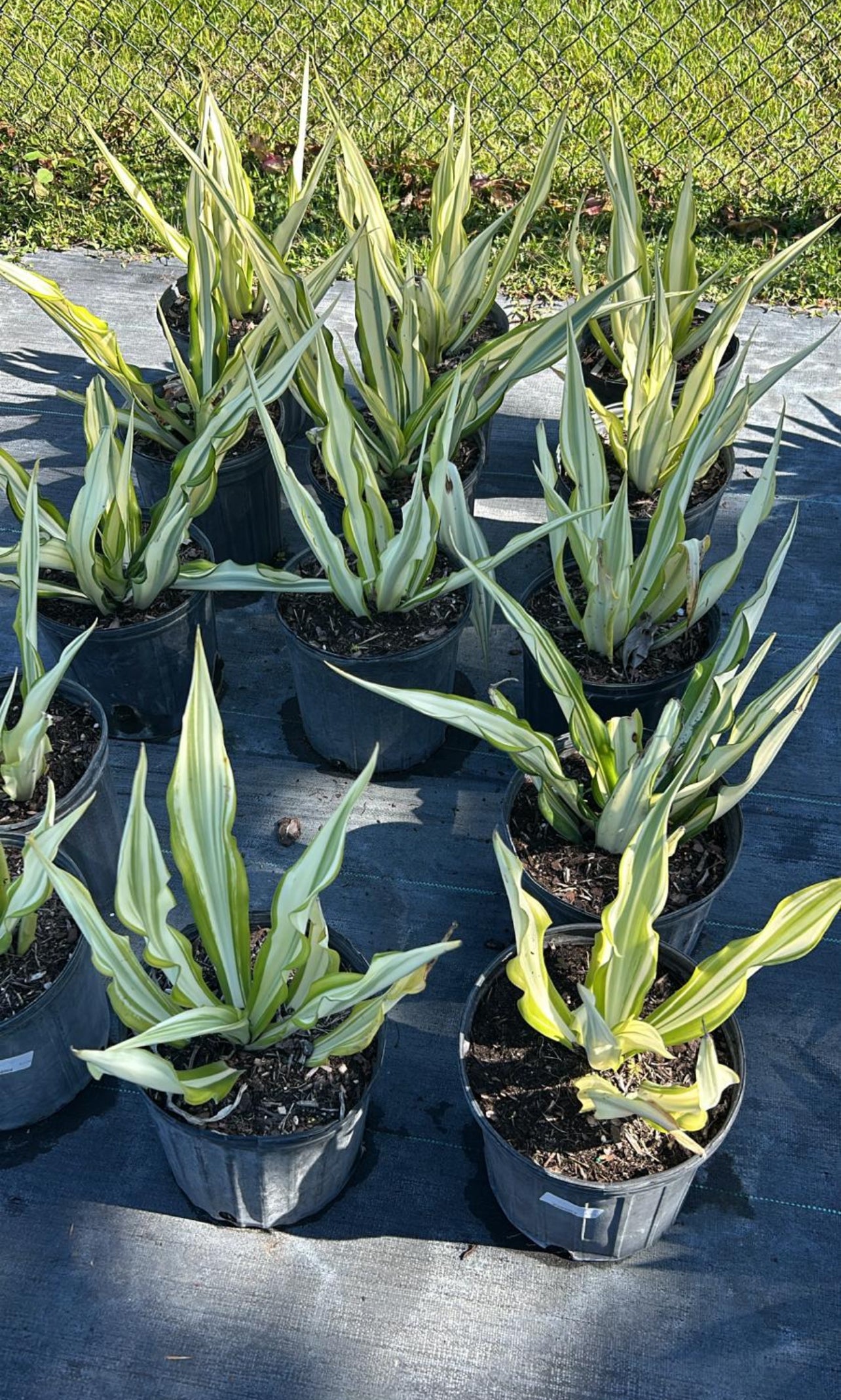 Agave False