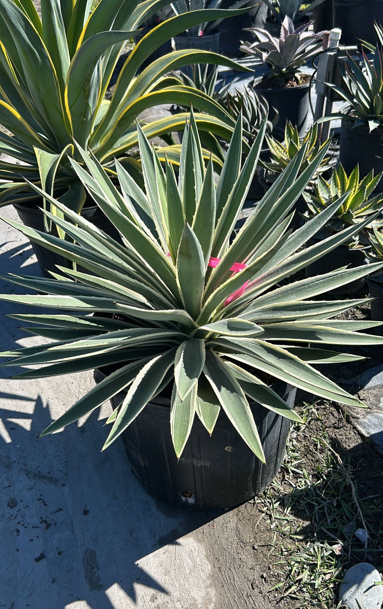 Agave Caribbean