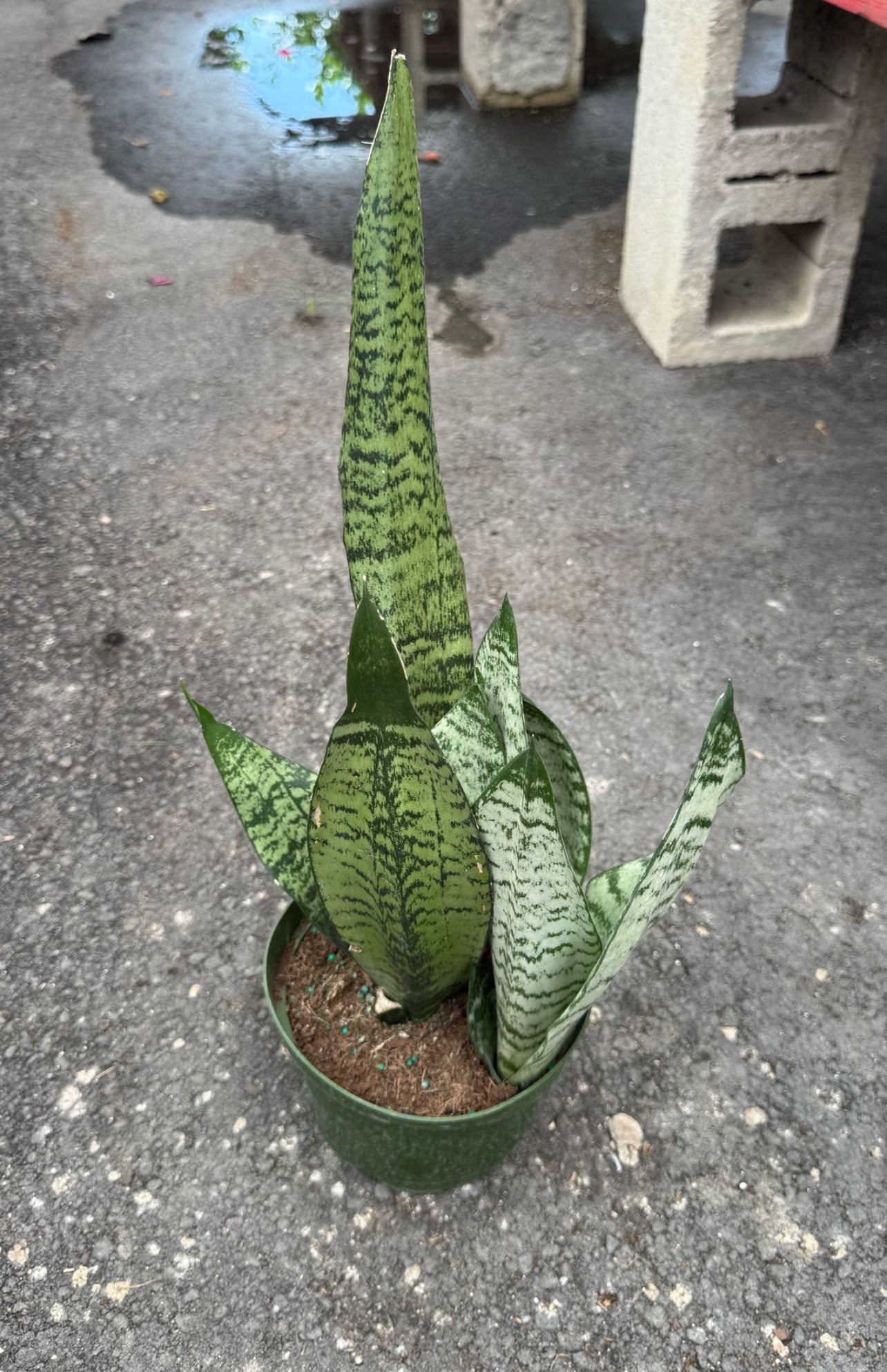 sansevieria precio Sansevieria