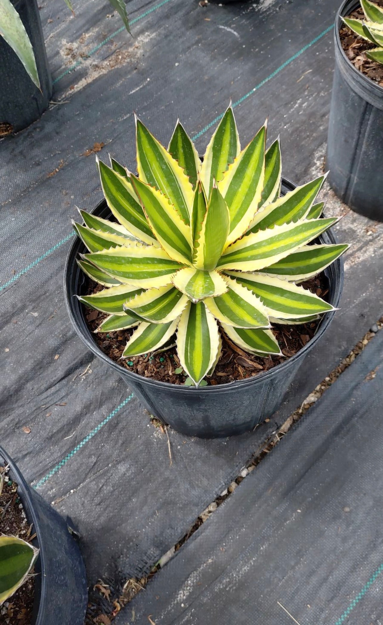 Agave Quadricolor