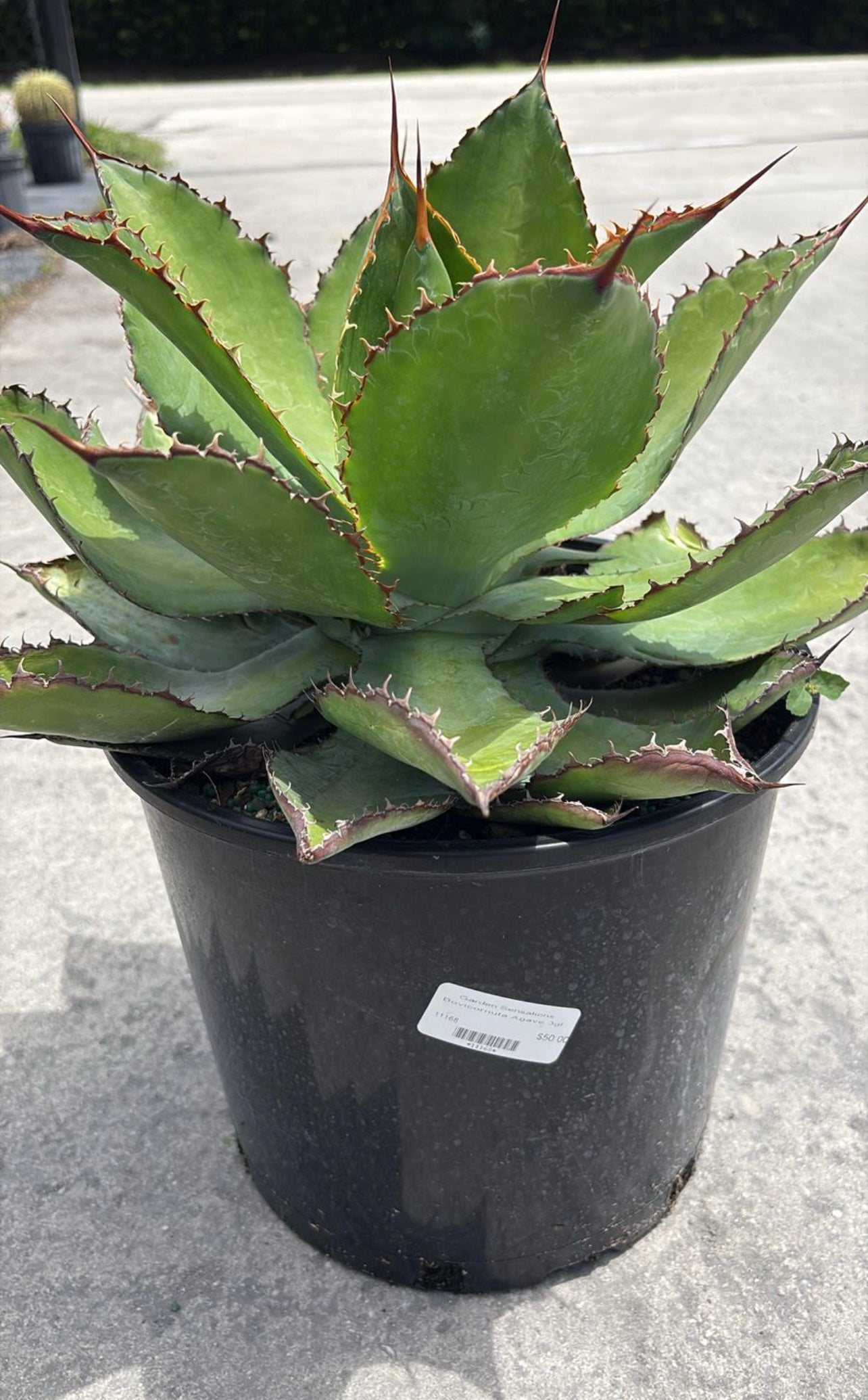 Agave Bovicornuta