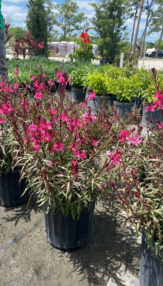 Beeblossom