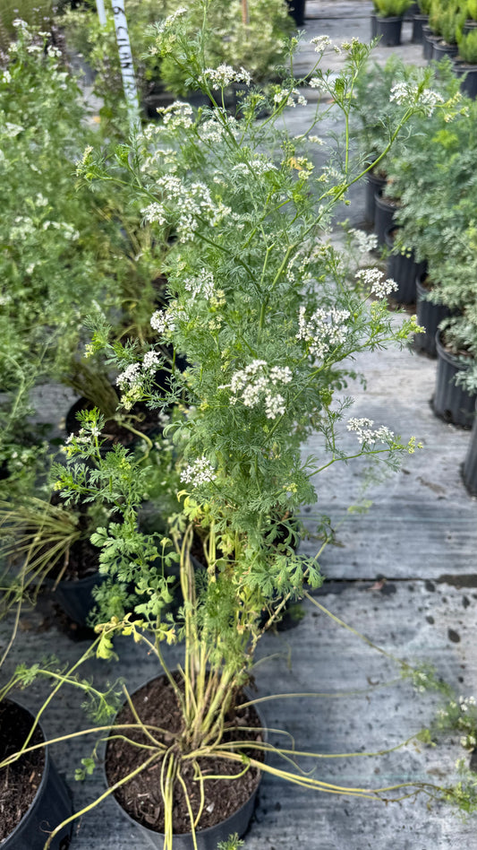 Cilantro