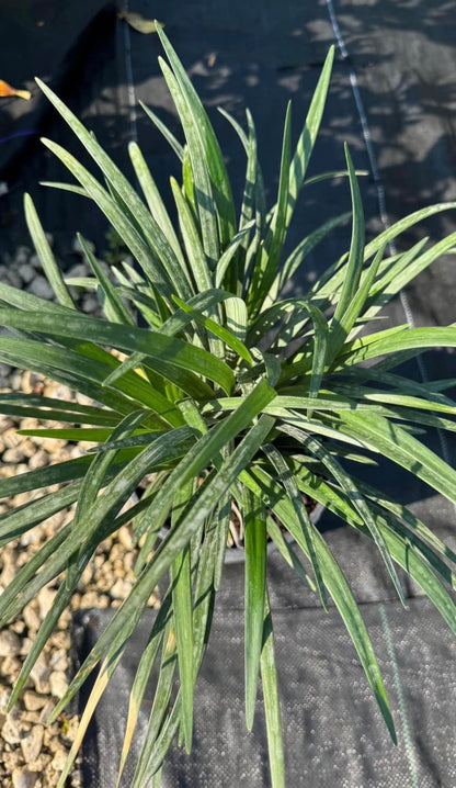 This versatile ground cover plant features dense, green leaves and delicate purple blooms, making it perfect for borders, pathways, and garden beds. Green Liriope thrives in a variety of soil conditions and provides year-round interest to your landscape. It's a great choice for any garden enthusiast.