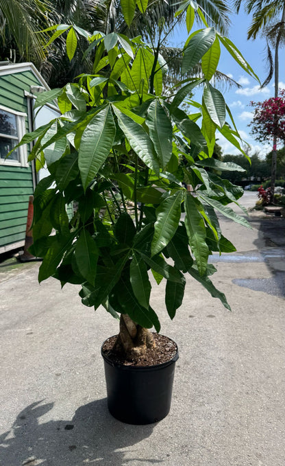 Bring home prosperity with a stunning Money Tree! Known for its braided trunk and vibrant green leaves, this low-maintenance beauty not only adds a touch of elegance to your space but is also believed to attract good luck and abundance.