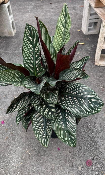 The Calathea is a stunning indoor plant known for its bold, decorative leaves with intricate patterns and vibrant colors. A perfect addition to any home or office, it thrives in low to medium light and adds a touch of elegance to your space. The Calathea is also an air-purifying plant, helping to improve indoor air quality while being a visual centerpiece.