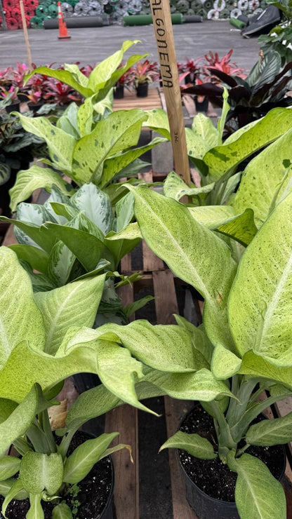 With its lush, green leaves, it adds a touch of elegance to any space. Known for its air-purifying properties, this hardy plant requires minimal maintenance, making it perfect for both beginners and busy plant lovers.&nbsp;