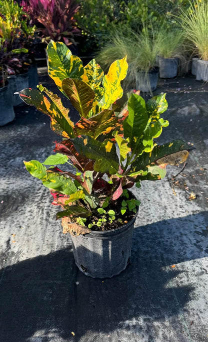 Famous for its bold, multi-colored leaves in striking shades of yellow, orange, red, and green, this tropical plant is a perfect way to elevate your indoor decor or outdoor garden. Whether you're decorating your living room or landscaping your patio, the Croton Magnificent brings life and energy to any space.&nbsp;