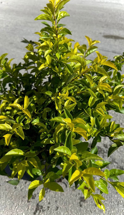 The Gold Mound is a vibrant, low-maintenance shrub known for its bright, golden-yellow foliage that adds a pop of color to any landscape. Perfect for garden borders, ground cover, or container planting, this plant brings warmth and texture to your garden, patio, or outdoor space.&nbsp;