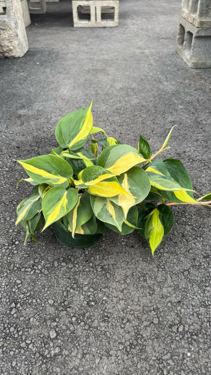 The Pothos is a versatile and low-maintenance indoor plant, perfect for both beginners and experienced plant lovers. Known for its trailing vines and vibrant green leaves, this plant thrives in a variety of lighting conditions, from low to bright, indirect light. The Pothos is also an excellent air-purifying plant, making it a great addition to any home or office.