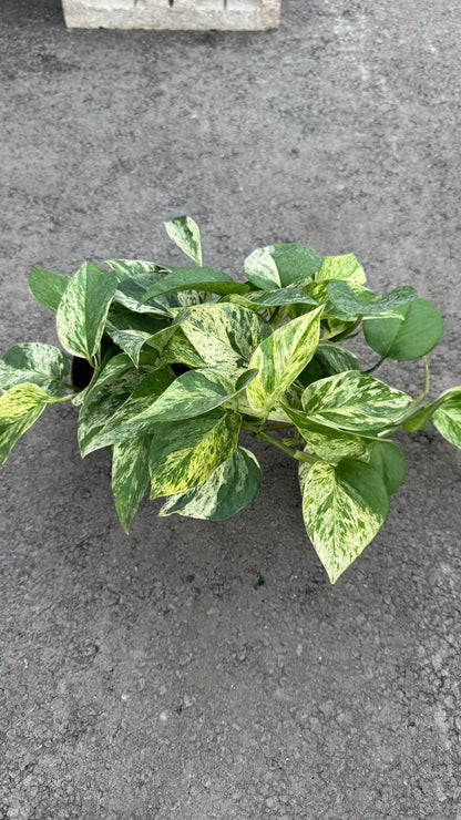The Pothos is a versatile and low-maintenance indoor plant, perfect for both beginners and experienced plant lovers. Known for its trailing vines and vibrant green leaves, this plant thrives in a variety of lighting conditions, from low to bright, indirect light. The Pothos is also an excellent air-purifying plant, making it a great addition to any home or office.