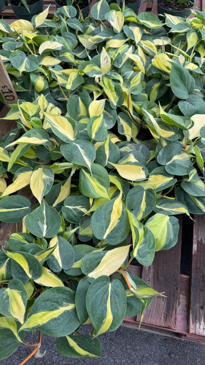 The Pothos is a versatile and low-maintenance indoor plant, perfect for both beginners and experienced plant lovers. Known for its trailing vines and vibrant green leaves, this plant thrives in a variety of lighting conditions, from low to bright, indirect light. The Pothos is also an excellent air-purifying plant, making it a great addition to any home or office.