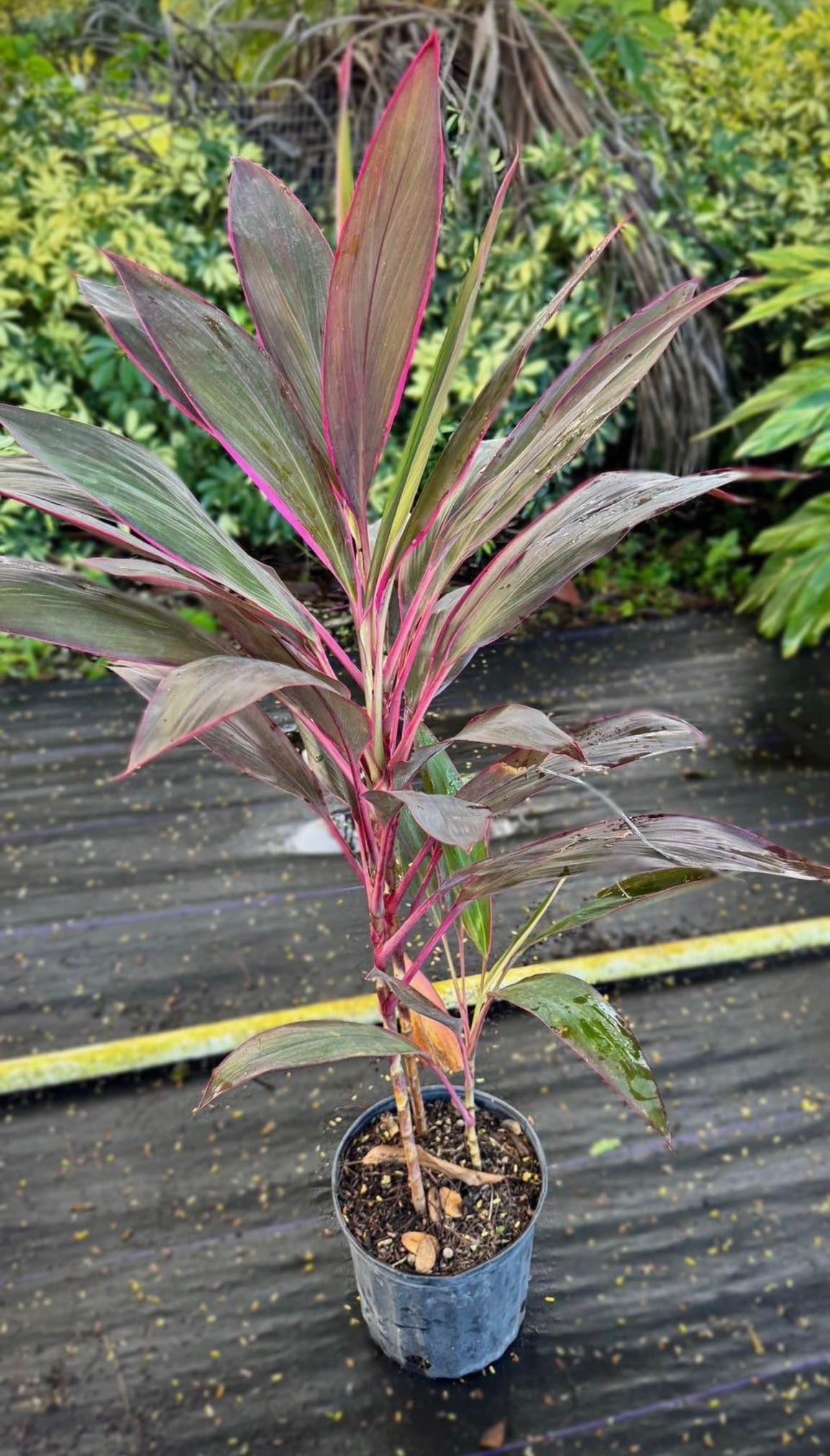 Known for its vibrant red and pink foliage, this plant is perfect for adding a splash of color to any outdoor space. Red Sister is easy to care for and thrives in warm climates. Its bold, tropical appearance makes it a stunning focal point in any landscape design, providing year-round interest and beauty.
