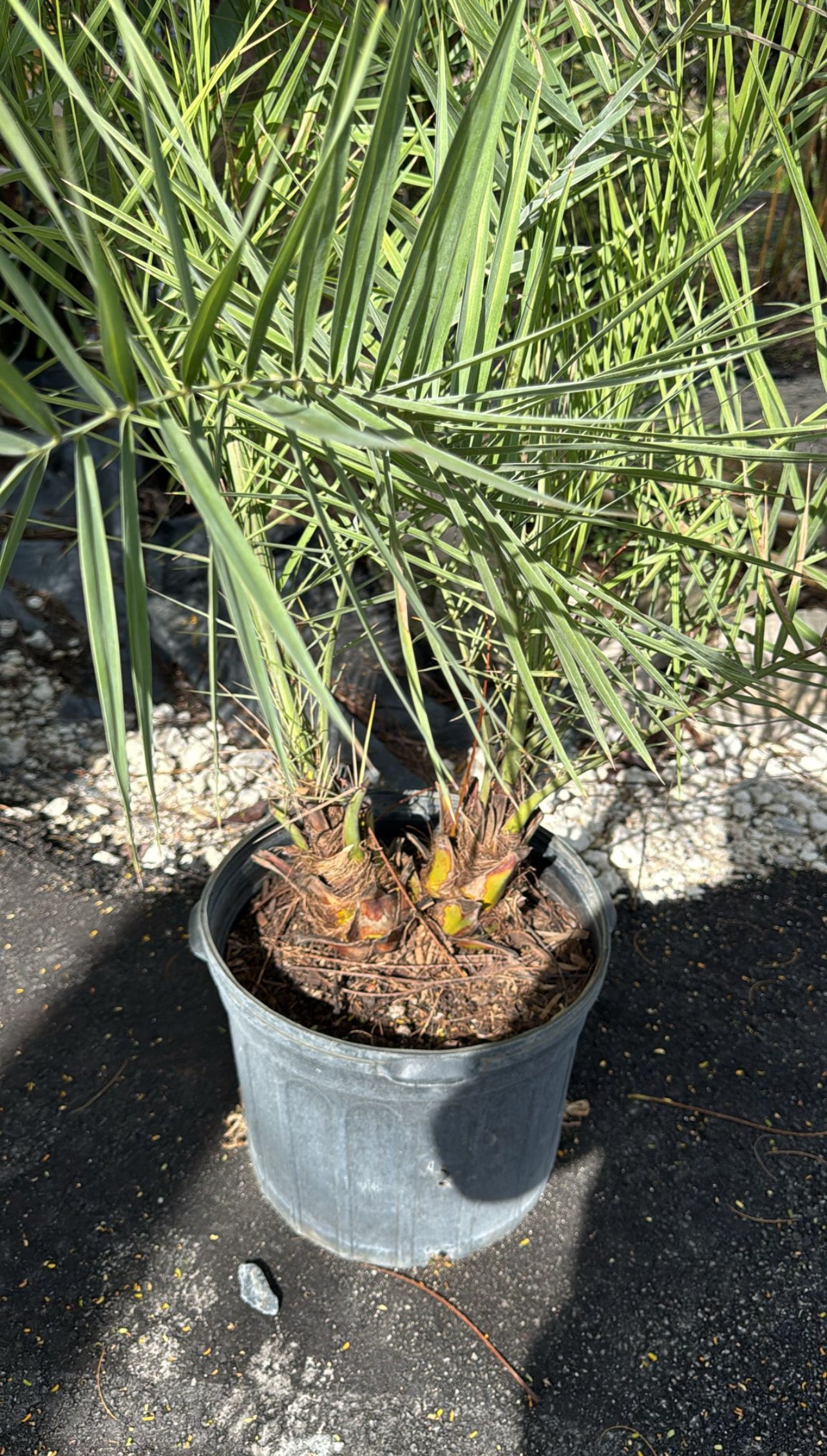 low maintenance palm plants Rubeline palm