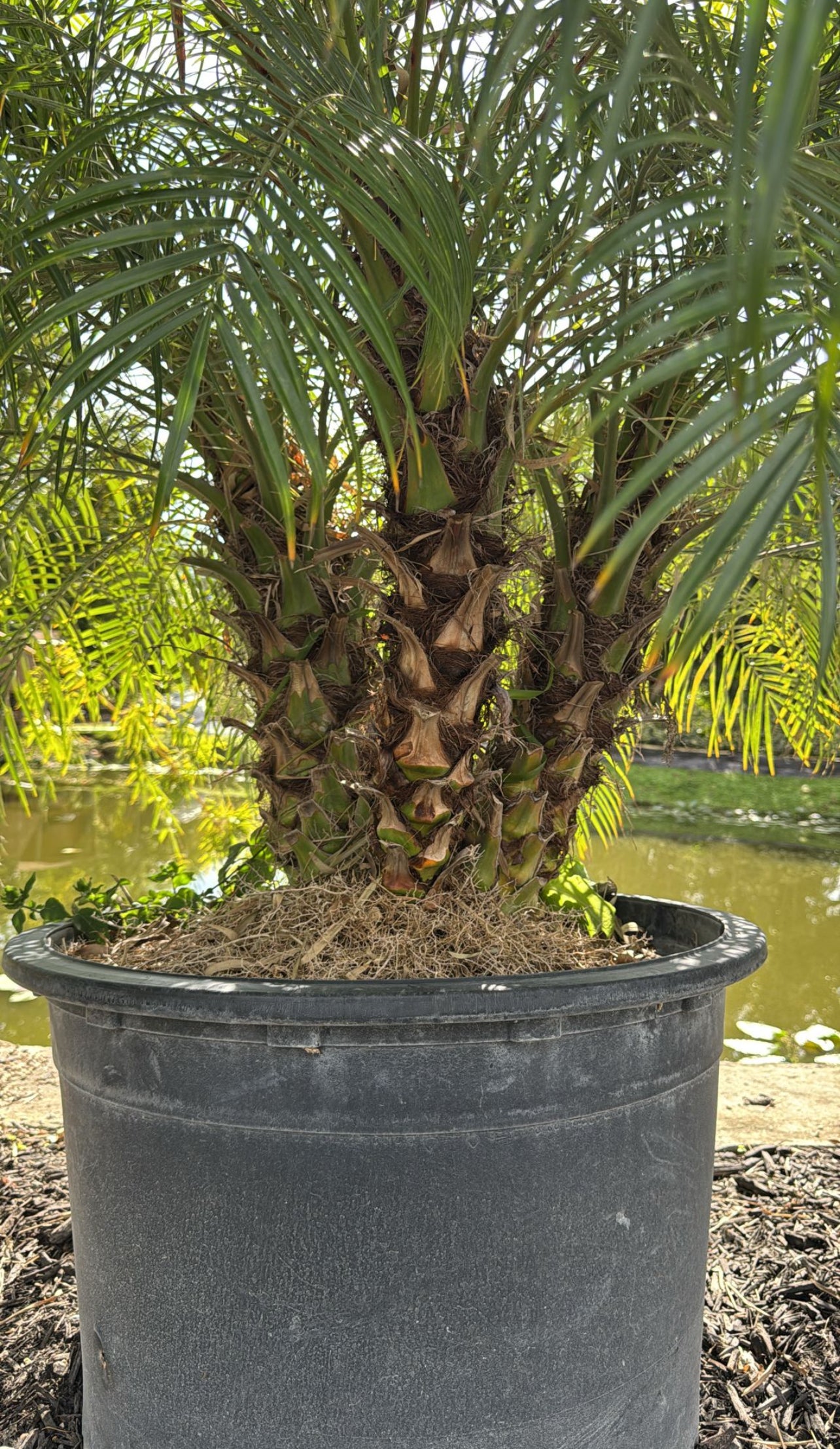 mini palm tree plant outdoor Rubeline palm – Garden Sensation