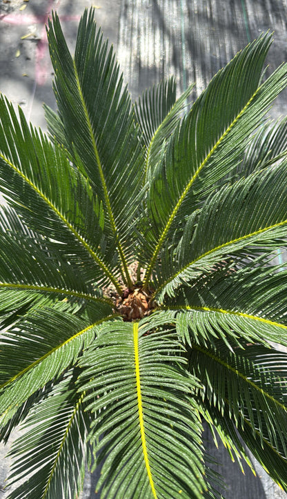 Known for its unique, feather-like fronds and slow growth, this plant thrives in both sun and partial shade. Ideal for gardens, patios, or as a statement piece in any yard.&nbsp;